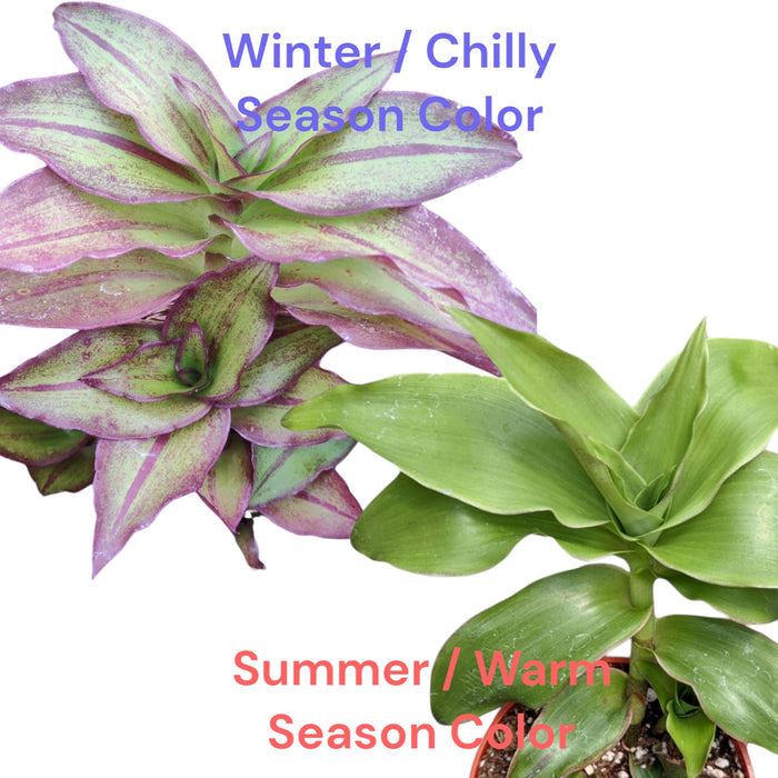Callisia fragrans 'Basket Plant' seasonal color change comparison.