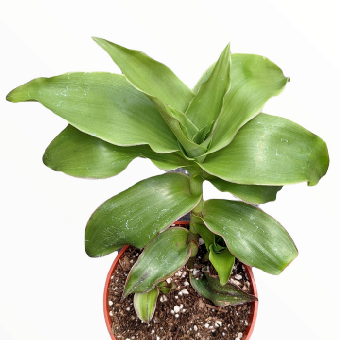 Callisia fragrans 'Basket Plant' in a nursery pot with soil.