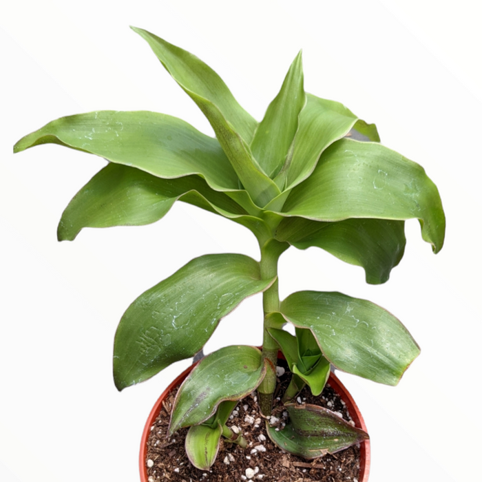 Callisia fragrans 'Basket Plant' in nursery pot with offshoots.