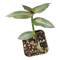 Callisia Gentlei Elegans Puppy Ears potted succulent.