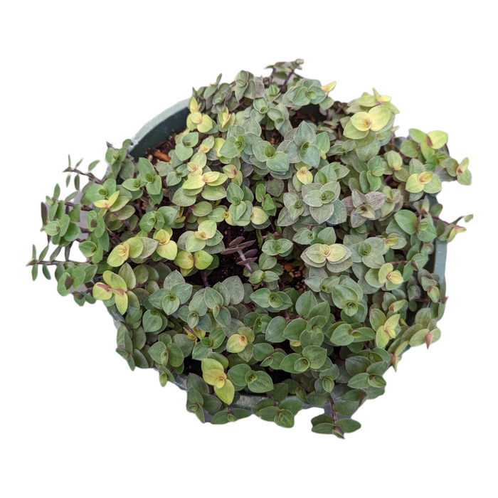Callisia repens Golden & Green Mix in pot.