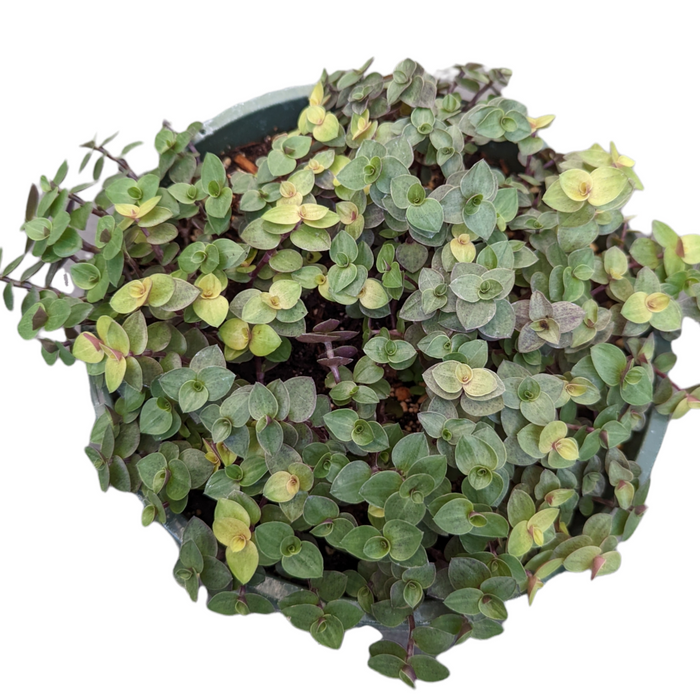 Callisia repens Golden & Green Mix trailing plant in pot.