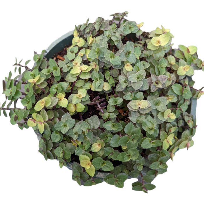 Callisia repens Golden & Green Mix, trailing houseplant with oval leaves.