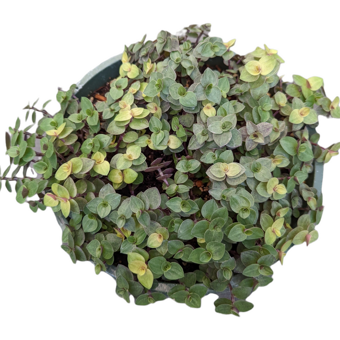 Callisia repens Golden & Green Mix potted trailing houseplant.