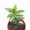 Callisia Soconuscensis variegata in pot with variegated leaves.