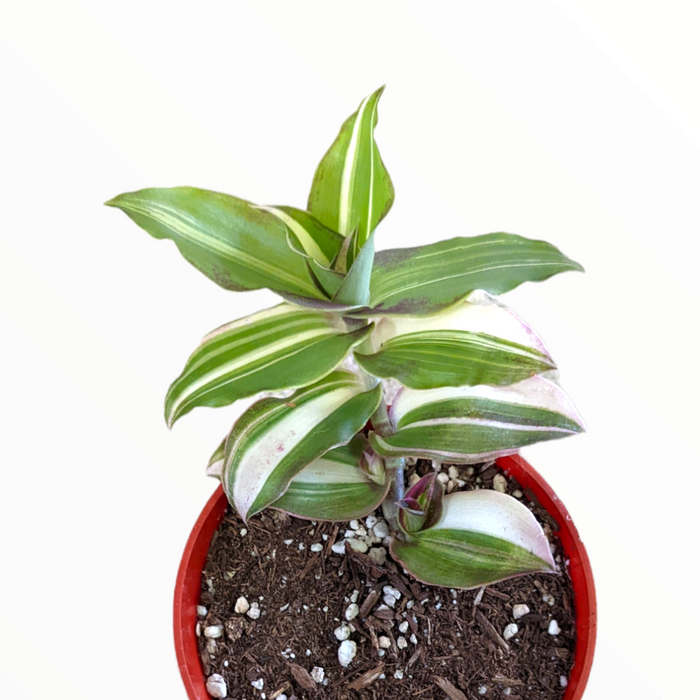 Callisia Soconuscensis variegata in pot with variegated leaves.