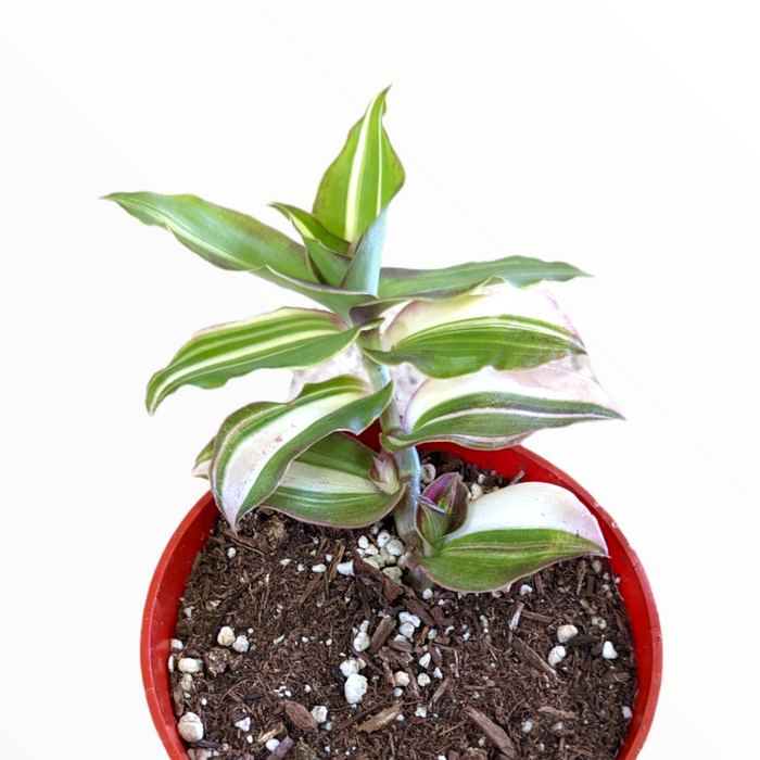 Callisia Soconuscensis variegata in a pot with striped leaves.