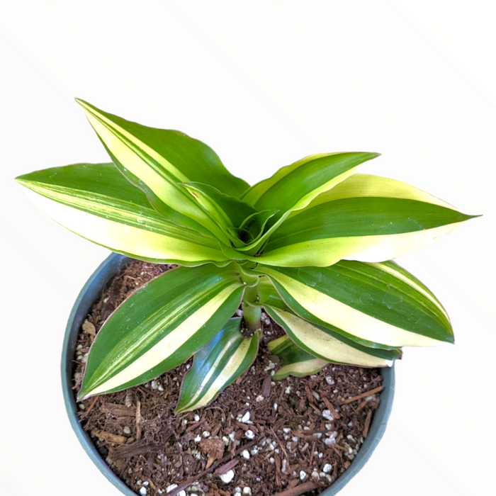 Callisia Soconuscensis variegata, potted, with striped leaves.