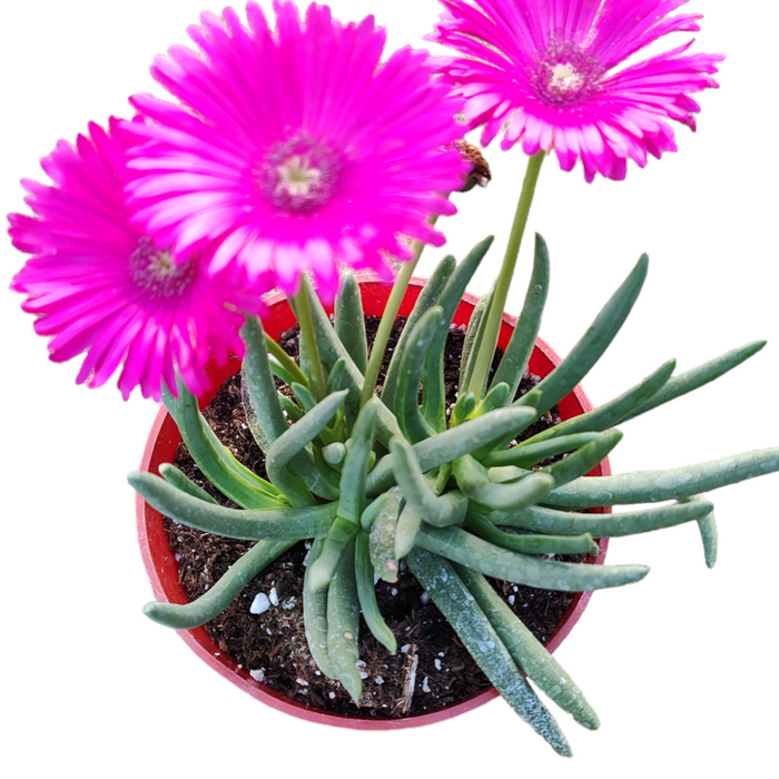 Cephalophyllum Sp succulent with magenta flowers in a red pot.