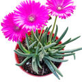 Cephalophyllum Sp succulent with magenta flowers in a red pot.
