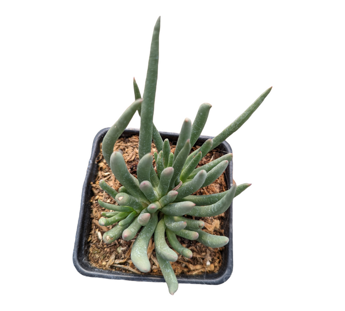 Cephalophyllum Sp potted succulent with thick, finger-like leaves.
