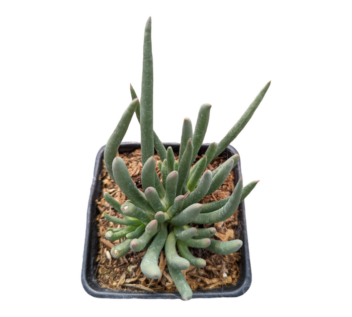 Cephalophyllum Sp succulent, tubular leaves in a small nursery pot.