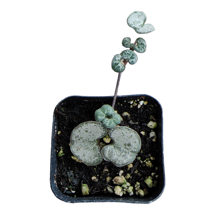 Ceropegia woodi 'Silver Glory' in nursery pot.