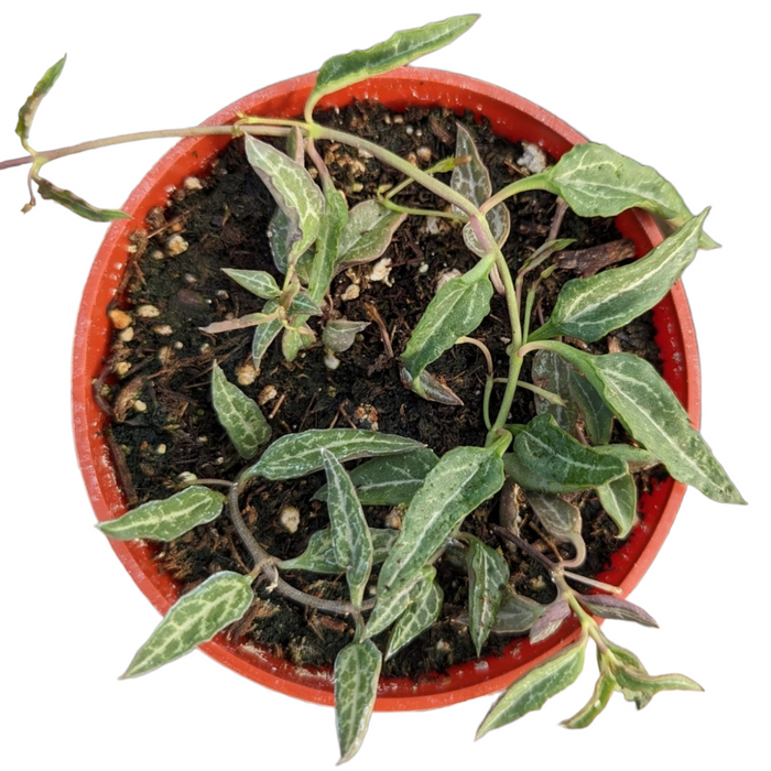 Ceropegia woodii String of Spades in nursery pot.