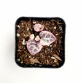 Variegated String of Hearts in nursery pot.