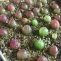 Conophytum burgeri seedlings in gritty soil.