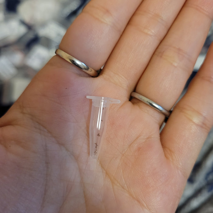 Conophytum burgeri 'Burger's Onion' dried flecks in micro-centrifuge tube.