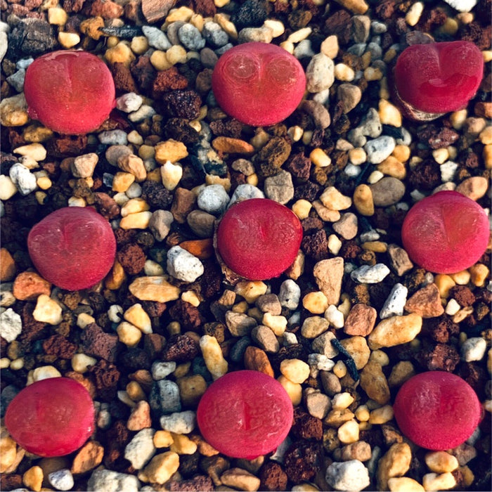 Conophytum maughanii ‘Red’ succulents in sandy, pebble mix.