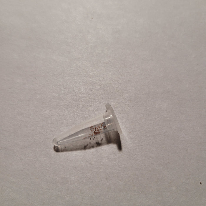 Conophytum maughanii ‘Red’ seeds in a micro-centrifuge tube.