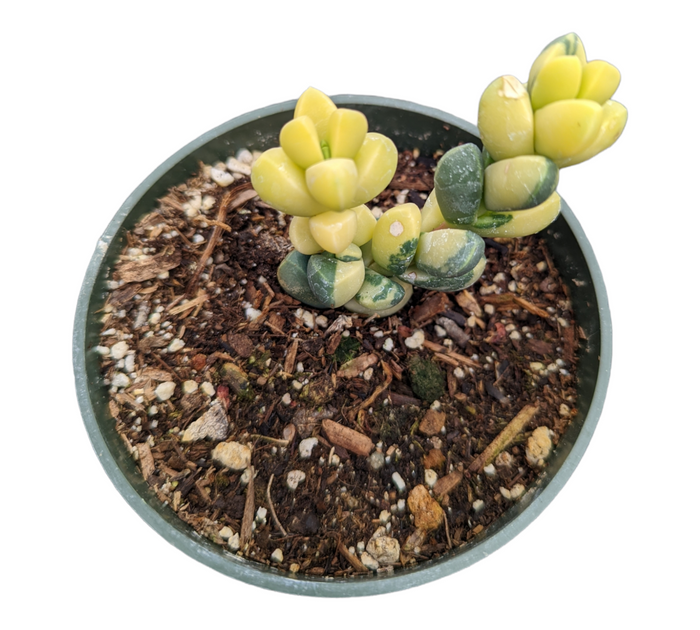 Corpuscularia lehmannii Variegated Ice Plant in nursery pot.