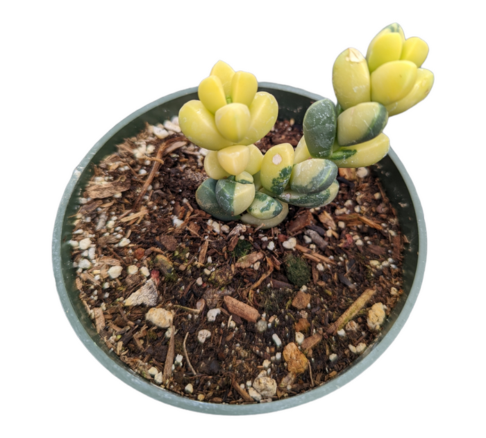 Variegated Ice Plant in nursery pot with chunky soil mix.