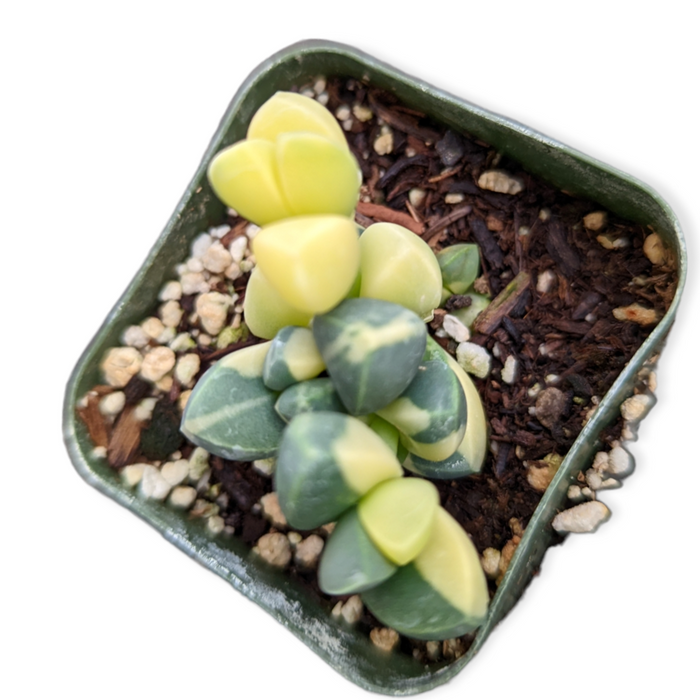 Variegated Ice Plant succulent in sandy potting mix.