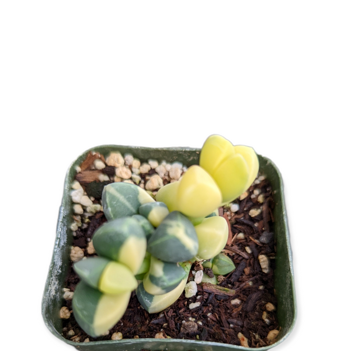 Corpuscularia lehmannii Variegated Ice Plant in nursery pot.