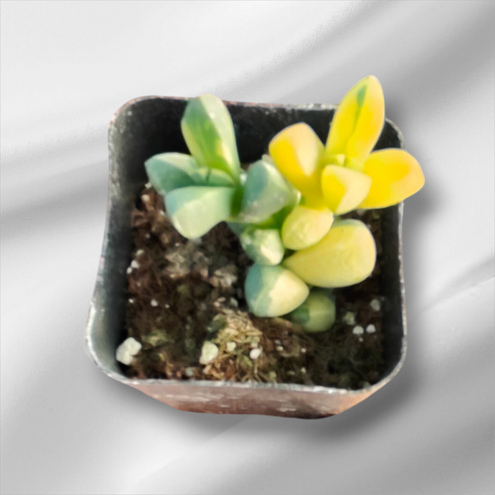 Corpuscularia lehmannii Variegated Ice Plant in square nursery pot.