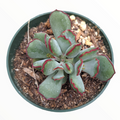 Cotyledon 'Choco Line' potted succulent with red-edged bluish leaves.