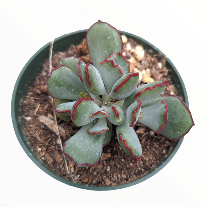 Cotyledon 'Choco Line' succulent in a nursery pot.