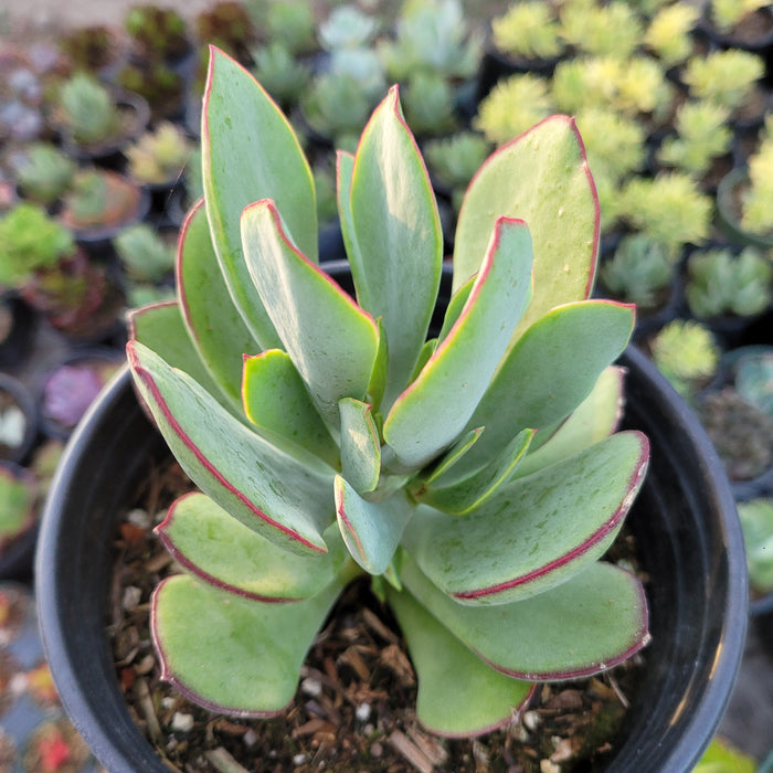 Cotyledon 'Mint Truffles' succulent in black pot.