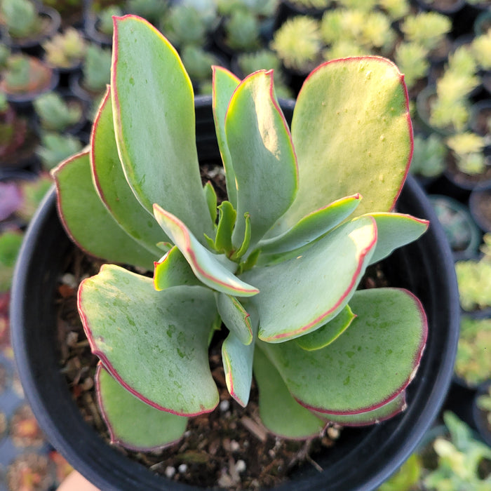 Cotyledon 'Mint Truffles' paddle-shaped succulent with reddish leaf margins.