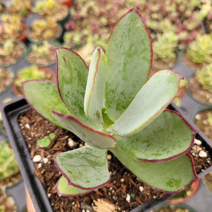 Cotyledon 'Mint Truffles' succulent with reddish leaf edges.