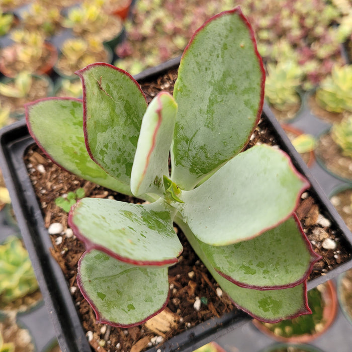 Cotyledon 'Mint Truffles' succulent with broad, paddle-shaped leaves.
