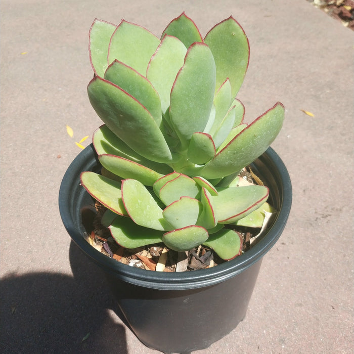 Cotyledon 'Mint Truffles' in black pot, outdoors.