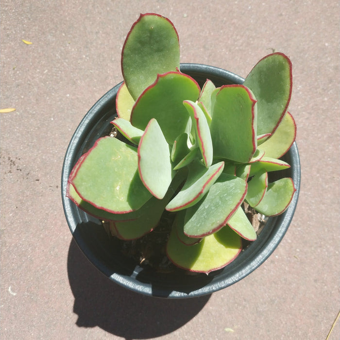 Cotyledon 'Mint Truffles' in black nursery pot.