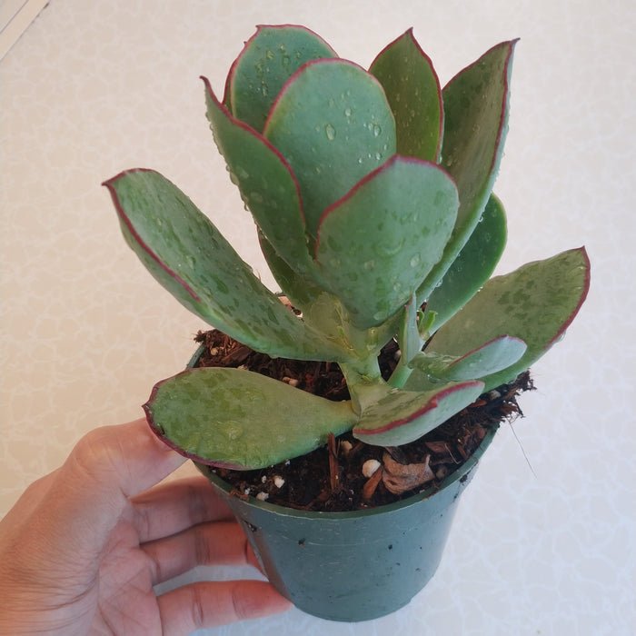 Cotyledon 'Mint Truffles' in hand, red-edged leaves, water droplets.