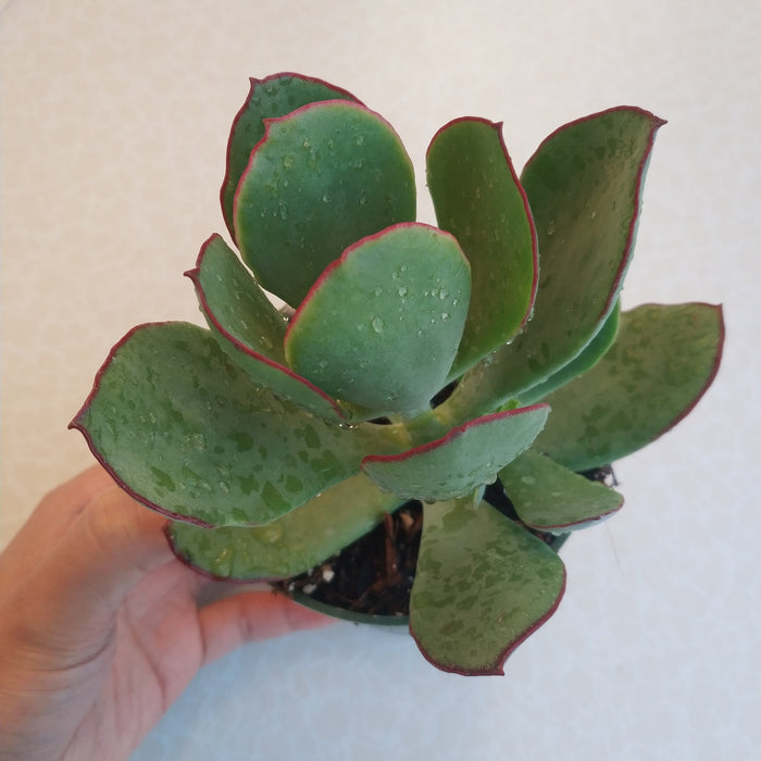 Cotyledon 'Mint Truffles' succulent with red-edged leaves.