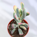 Cotyledon orbiculata cv. Long Leaf Variegated in nursery pot.