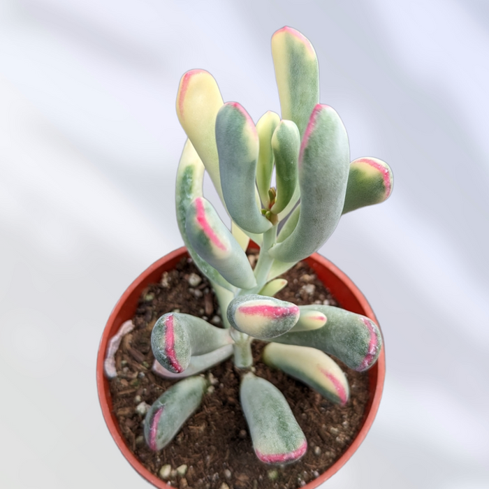 Cotyledon orbiculata cv. Long Leaf Variegated in nursery pot.