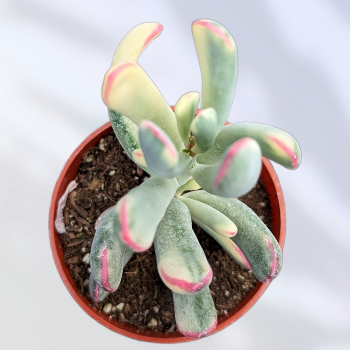 Cotyledon orbiculata cv. Long Leaf Variegated in terracotta pot.