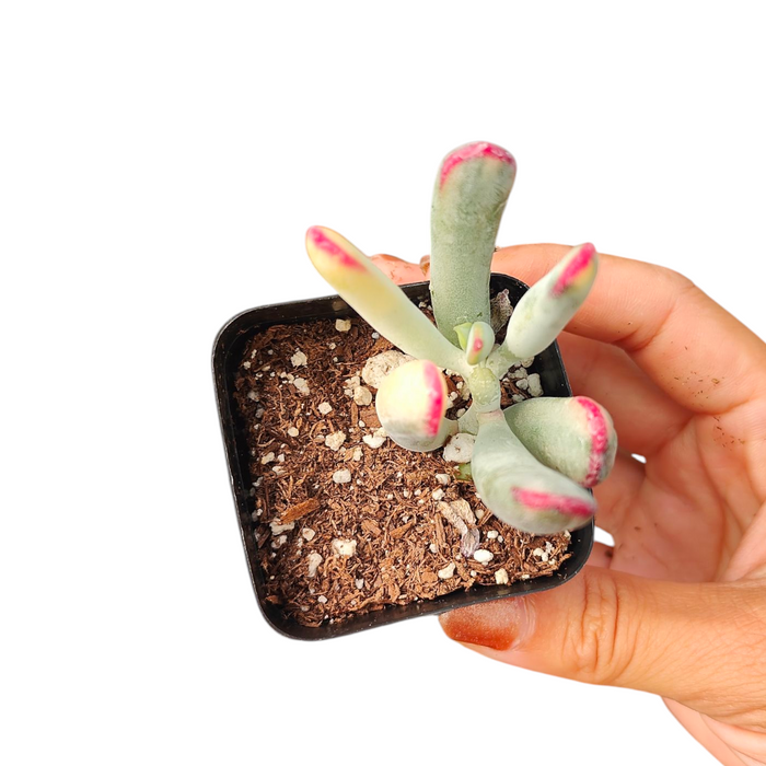 Cotyledon orbiculata cv. Long Leaf Variegated in black nursery pot.