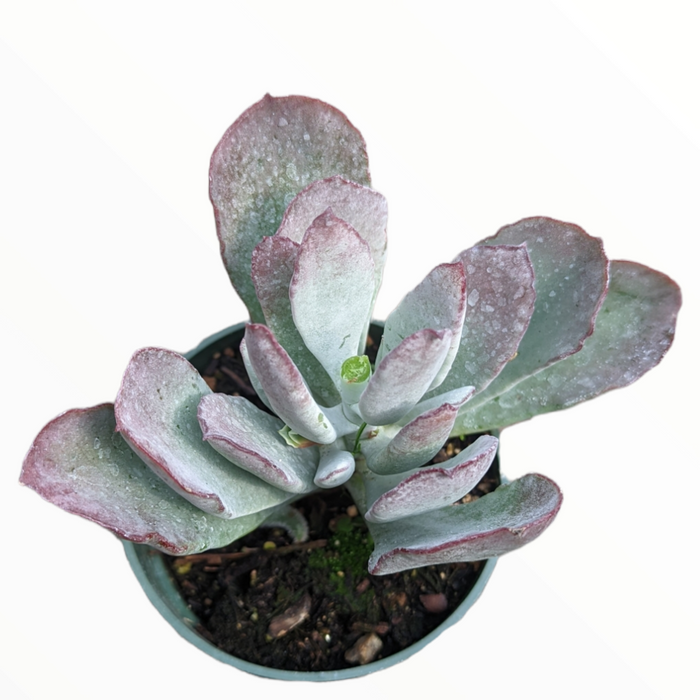 Cotyledon orbiculata 'Frostbite' succulent in potting mix.