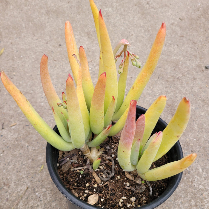 Cotyledon orbiculata Green Fingers succulent in black nursery pot.