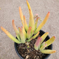 Cotyledon orbiculata Green Fingers in black pot on concrete.