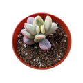 Cotyledon orbiculata 'Ping Pong' in a nursery pot.