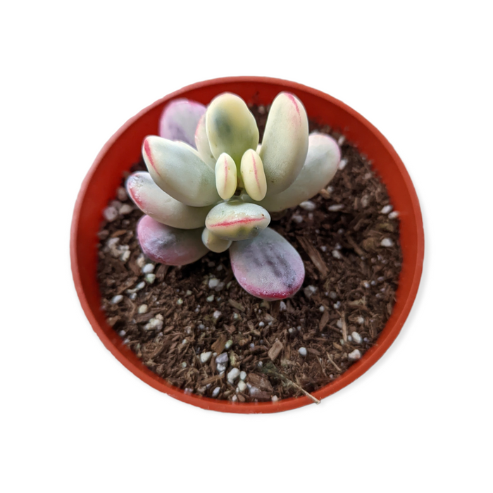 Cotyledon orbiculata 'Ping Pong' in a nursery pot.