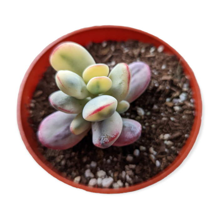 Cotyledon orbiculata 'Ping Pong' in reddish-orange pot.