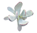 Cotyledon orbiculata 'Silver Peak' succulent, blue-green leaves, reddish edges.