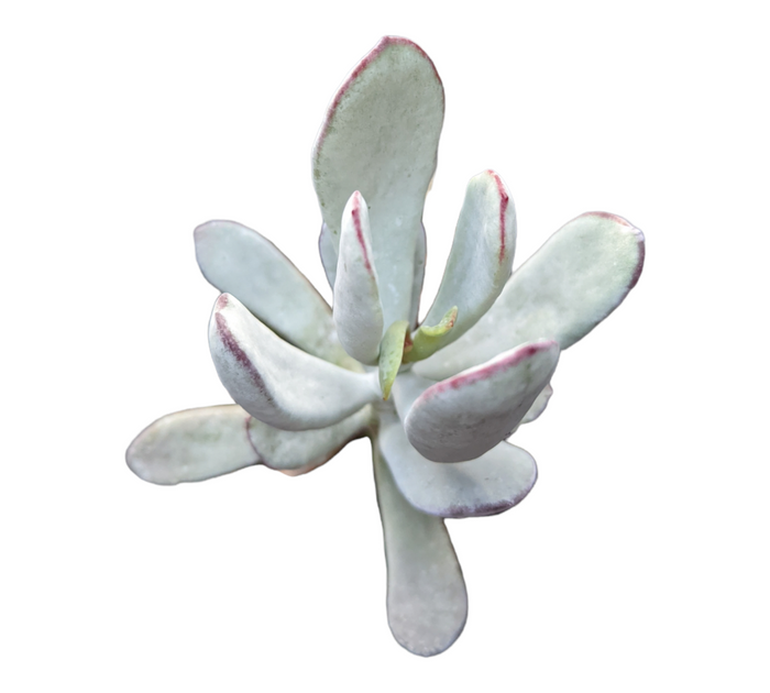 Cotyledon orbiculata 'Silver Peak' succulent cutting.